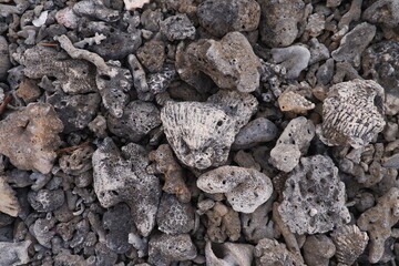 Dry coral on the beach in the Canary Islands, Spain.