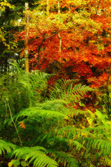 Nature, forest and seasons with ferns for growth, sustainable environment and tropical rainforest. Colorful, ecosystem and woods for plants, vegetation and autumn leaves in natural landscape.