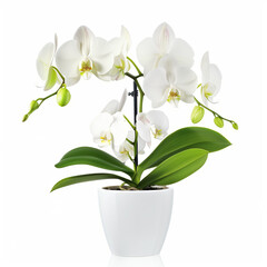 Obraz premium Moth orchid in minimalist white pot on isolated white background