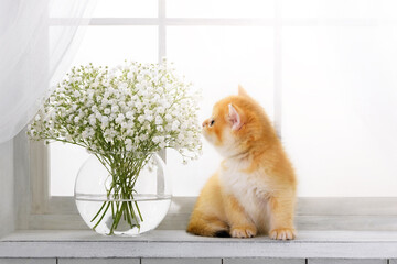 Small kitten sits on the window. Purebred red cat rests on a windowsill on a sunny day. Nearby stands a vase with delicate white flowers. - 749453025