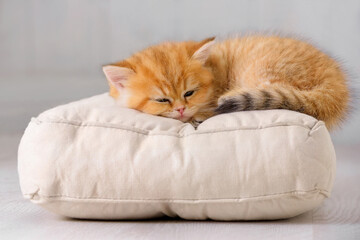 Cute thoroughbred kitten sleeps sweetly on a pillow in a bright room interior. Pet is napping in a cozy house. - 749453075