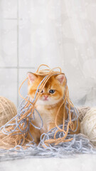 Kitten plays with yarn - 749453270