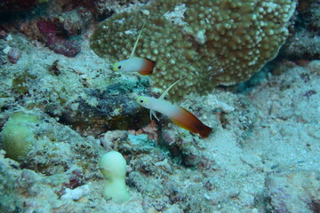 ハタタテハゼ 石垣島 9183