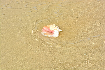 A beautiful photo of an adult queen conch shell on the Caribbean shore.