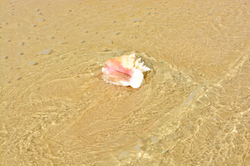 A beautiful photo of an adult queen conch shell on the Caribbean shore.