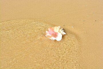 A beautiful photo of an adult queen conch shell on the Caribbean shore.