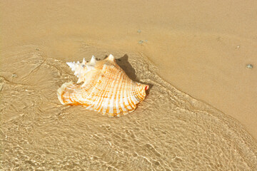 Fototapeta na wymiar A beautiful photo of an adult queen conch shell on the Caribbean shore.