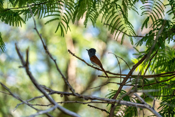 beautiful paradise flycatcher in natural conditions in Namibia