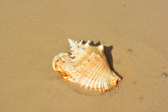 A beautiful photo of an adult queen conch shell on the Caribbean shore.