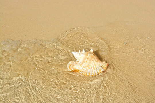A beautiful photo of an adult queen conch shell on the Caribbean shore.