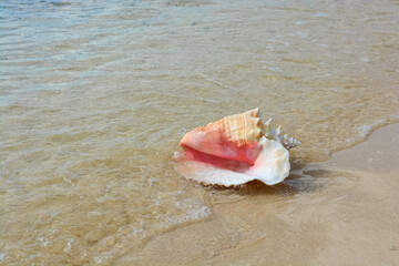 A beautiful photo of an adult queen conch shell on the Caribbean shore.