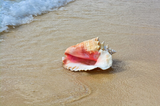 A beautiful photo of an adult queen conch shell on the Caribbean shore.