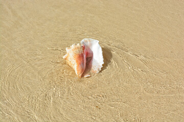 A beautiful photo of an adult queen conch shell on the Caribbean shore.