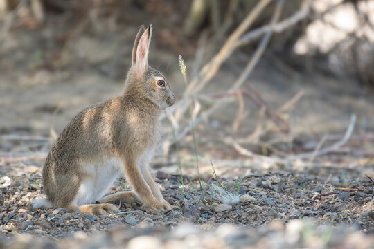 Tolai hare in undergrowth in Mongolia