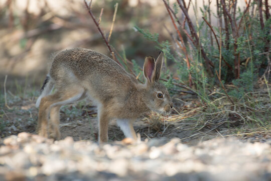 Tolai hare in undergrowth in Mongolia