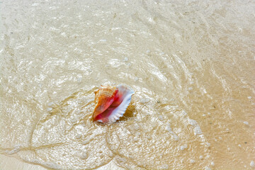 A beautiful photo of an adult queen conch shell on the Caribbean shore.