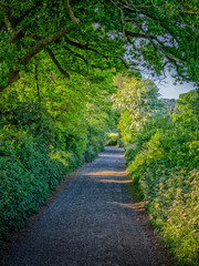 Kingley Vale National Nature Reserve