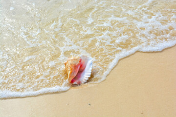 A beautiful photo of an adult queen conch shell on the Caribbean shore.