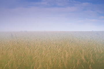 Wheat field, mist and blue sky or nature environment fr grain harvesting or crop production,...