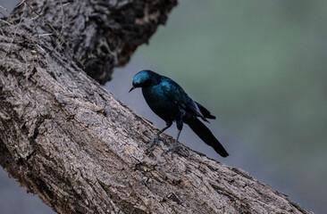 pearly black cop starling in natural conditions in Kenya