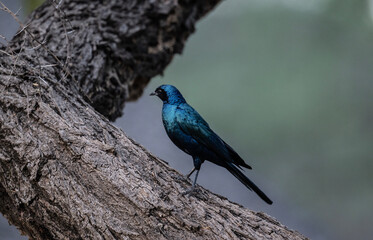 pearly black cop starling in natural conditions in Kenya