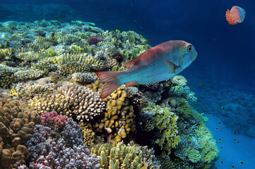 Wonderful and beautiful underwater world with corals - 749458070