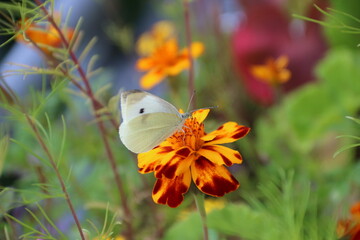 Weißer Schmetterling sitzt auf Studentenblume im Garten - 749460406