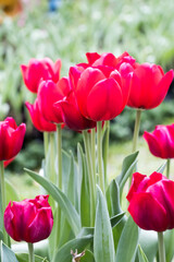 Beautiful blooming tulips.