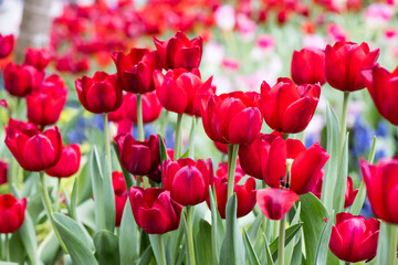 Beautiful blooming tulips.