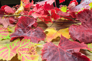 Close up for red vine's leaves on a wooden table