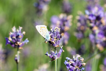 Fototapeta premium Common blue butterfly on flower