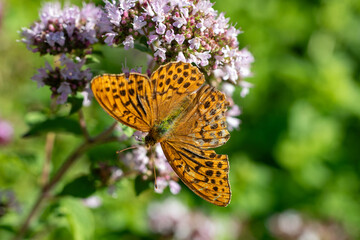 Obraz premium Longwing butterfly on a flower