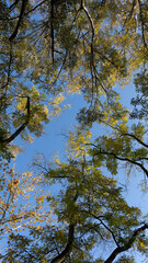 Trees top with yellow leaves on a blue sky