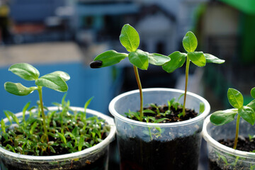 Recycle plastic glass to plant a tree, drink container can reuse with soil for seedlings growth green