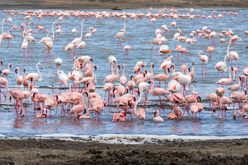 Ngorongoro, Tanzania, October 25, 2023. Ngorongoro, pink flamingos in a Ngorongoro lake