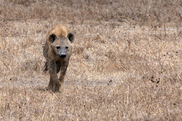 Ngorongoro, Tanzania, October 25, 2023. Hyena walking in the crater