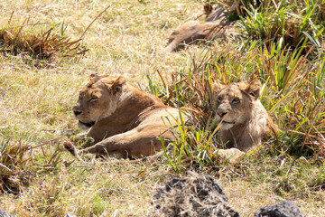 Ngorongoro, Tanzania, October 25, 2023.Couple of lion and lioness lying in the crater