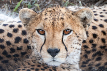 Serengeti, Tanzania, October 26, 2023. Cheetah head in the shade of a tree