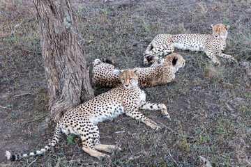 Serengeti, Tanzania, October 26, 2023. Three cheetahs in the shade of a tree