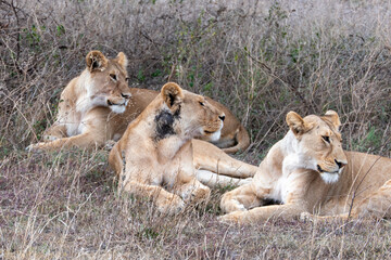 Serengeti, Tanzania, October 26, 2023. Group of lionesses resting