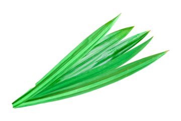 Fresh pandan leaf isolated on transparent background. PNG File