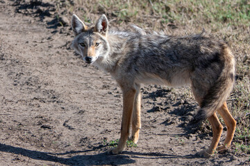 Serengeti, Tanzania, October 27, 2023. jackal walking in the road