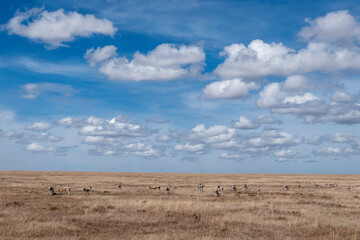 Serengeti, Tanzania, October 27, 2023. landscape with impalas in the plain