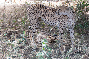 Serengeti, Tanzania, October 27, 2023. Cheetah hiding under a tree with its baby