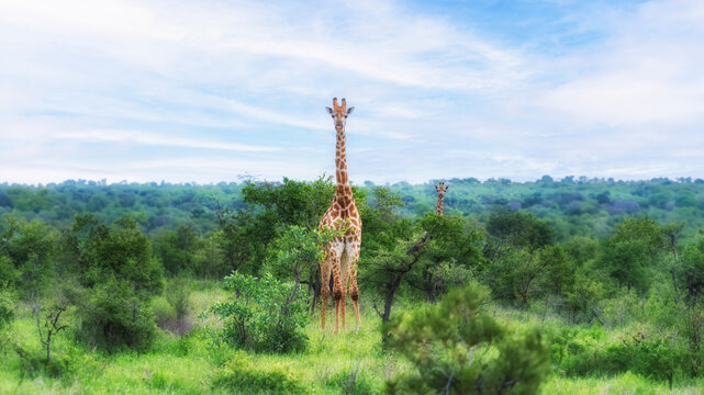 Giraffe in der Savanne