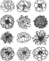 flowers set hand sketch drawing  black and white
