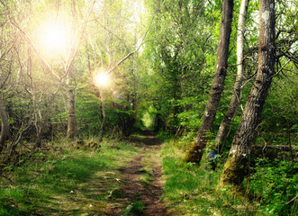 Nature, sun and path in forest with trees, peace and calm for wellness, mindfulness and light. Countryside, woods and green landscape with road for hiking, trekking or walking in natural environment.