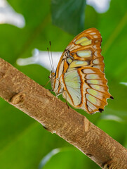 Malachite butterfly on a branch
