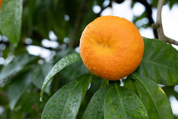 bitter orange on a tree