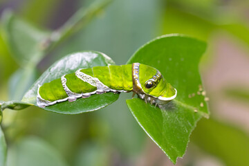 Caterpillar Knight butterfly